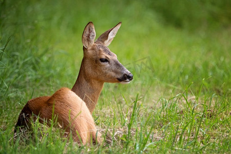 森林里的Rod，Capreolus capreolus.自然界中的野生麋鹿。