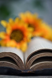 向日葵书摄影照片_一本打开的圣经和向日葵在石桌地板上