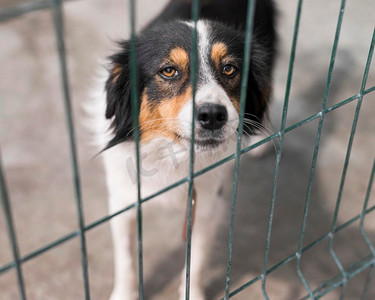悲伤的救援犬围栏收养收容所。高分辨率照片。悲伤的救援犬围栏收养收容所。高质量照片