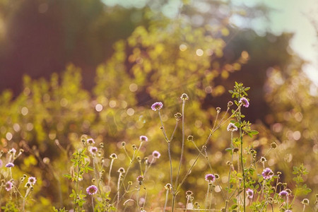 口水球摄影照片_阳光明媚的花草草地上。美丽的自然背景。