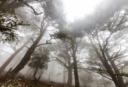 迷雾森林摄影照片_魔法迷雾森林。美丽的自然景观。