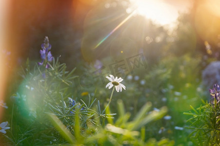 花草装饰背景摄影照片_阳光明媚的一天在鲜花草地上。美丽的自然背景。自然界中的野生植物。