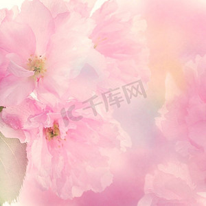 杏树或樱桃树粉色花朵，背景特写