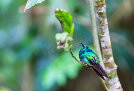 中美洲哥斯达黎加的五颜六色的蜂鸟