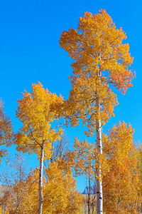 周岁宴背景板摄影照片_秋天的树在早晨的草地。落叶自然背景