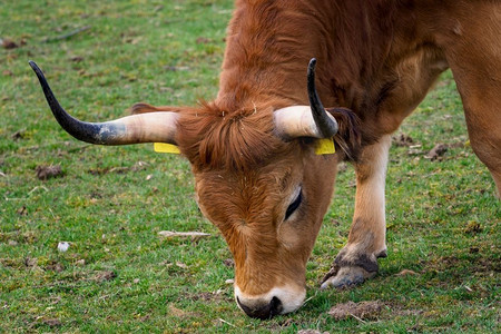 金牛座背景摄影照片_吃草的棕色公牛。(Bos金牛座（taurus）