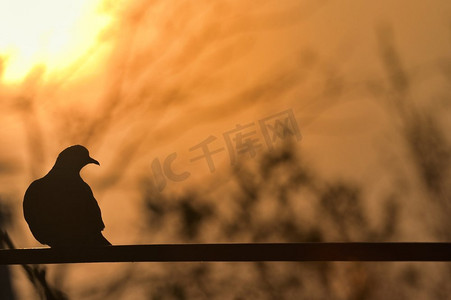鸽子剪影摄影照片_日出时分坐在铁丝网上的鸽子的剪影