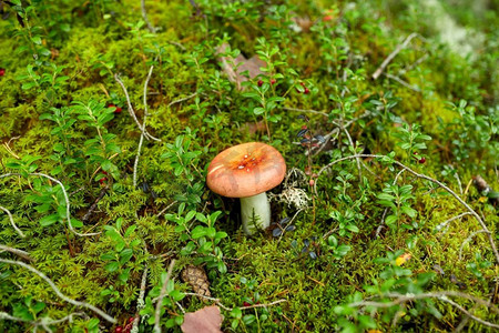 菌菇的生长环境图片