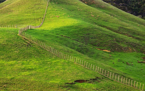 山羊群摄影照片_日出时分新西兰美丽的乡村风光