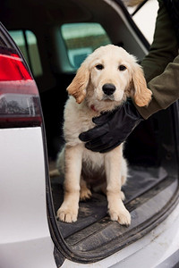 宠物车摄影照片_男性罪犯偷狗或狗奸狗并把他们放在车里