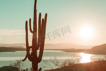 大Saguaro仙人掌在一个山，亚利桑那州，美国