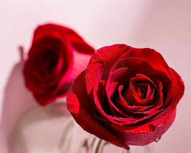 用玫瑰来欣赏情人节的概念。高分辨率照片。玫瑰花欣赏情人节概念