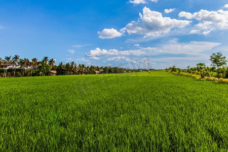 绿色稻田背景摄影照片_在蓝天下的绿色稻田背景，泰国。泰国绿色稻田