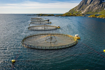 水产养殖摄影照片_挪威的农场鲑鱼捕鱼挪威是世界上最大的养殖鲑鱼生产国，每年生产超过100万吨。