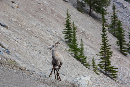 大力神纹摄影照片_秋天，加拿大落基山脉班夫国家公园里的大角羊