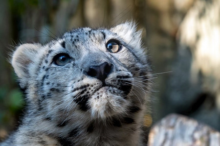 雪豹小猫—Irbis（Panthera uncia）看着邻居。