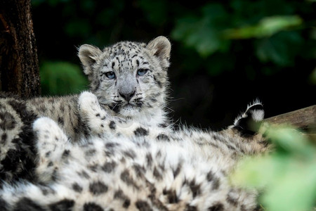 雪豹幼崽 (panthera uncia).雪豹豹