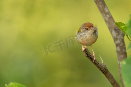 飞行中的小鸟摄影照片_生活在大自然中的小鸟，家周围常见的小鸟