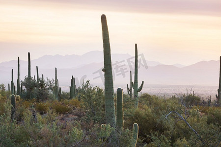 saguaro摄影照片_大Saguaro仙人掌在一个山，亚利桑那州，美国