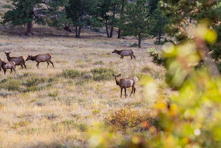 林中麋鹿摄影照片_美国科罗拉多州秋季森林中的山牛麋鹿