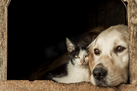 猫坐卡通摄影照片_特写镜头一只可爱的狗和一只猫的鼻子坐在脸颊