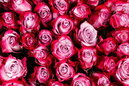 粉色玫瑰花为背景，文字复制空间。粉色玫瑰花背景