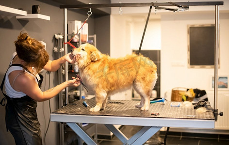 纹身凤凰摄影照片_专业宠物理发师时髦妇女有纹身切割可爱的黄狗毛皮在美容院为动物