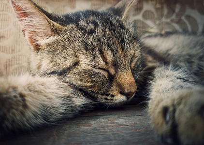 kitty摄影照片_睡猫特写肖像可爱的棕色条纹小猫打个盹。可爱的懒猫休息，闭着眼睛躺在床上