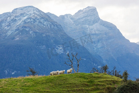 青山草地上的绵羊，新西兰的乡村风光