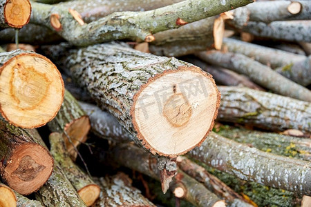 原木风干花摄影照片_自然、木材和环境概念-秋季户外砍伐的树木或原木的树干。秋天在户外砍伐的树干或原木