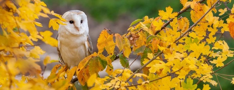 秋天或秋天，树上常见的谷仓猫头鹰，Tyto Alba