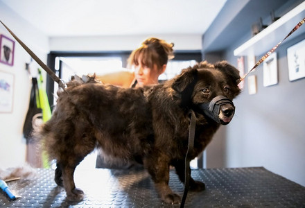 专业的宠物理发师时髦的妇女有纹身切割可爱的黑色狗的毛皮在美容院为动物
