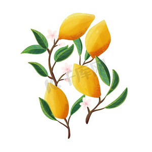 树枝上的柠檬。孤立的热带夏天水果，在白色，抽象五颜六色的手拉传染媒介例证 
