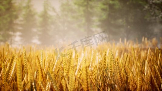 日落或日出的场景与年轻黑麦或小麦在夏天的领域