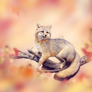 秋天背景海报摄影照片_红狐在一个分支在秋天森林