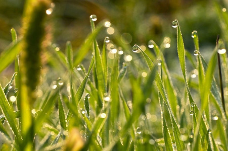 gras摄影照片_新鲜的草在领域与露水滴在早晨