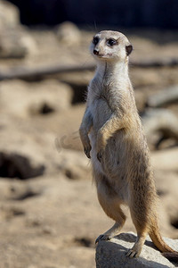 苏里卡塔站在一个守卫上。好奇的猫鼬(Suricata Suricatta)