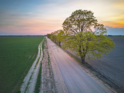 农村土路与枫树在春天的田野。美丽的乡村日落景色。四月傍晚在白俄罗斯鸟瞰