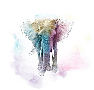 水彩油墨画摄影照片_水彩大象数字插图在白色背景。
