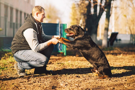 男性犬儒学家，警犬户外训练。主人与他的顺从宠物外面，猎犬家畜