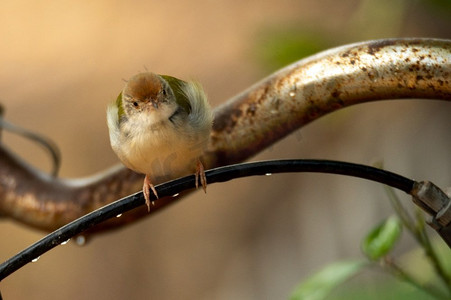生活在大自然中的小鸟，家周围常见的小鸟