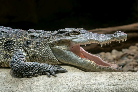 张开嘴的暹罗鳄鱼（Crocodylus siamensis）