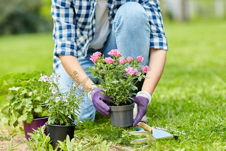 园艺与人的观念--女人在夏园种月季花。一名妇女在夏园种植玫瑰花