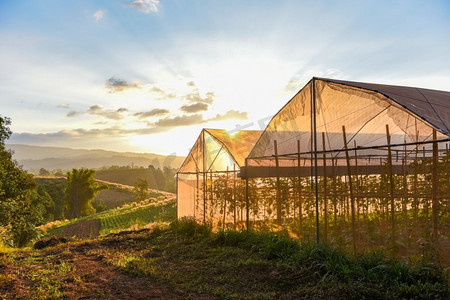 温室蔬菜和水果种植农产品屋顶日落农业在农村