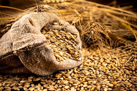 黄色燕麦摄影图片-黄色燕麦摄影作品-千库网