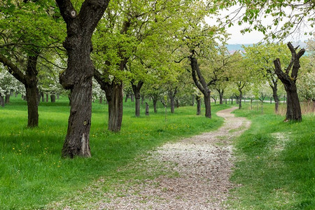 春天盛开的樱花树之间的公园小径。公园有开花的树木和绿色的草地。