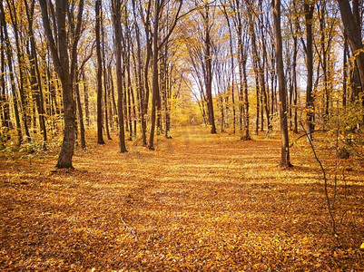 十月黄金月摄影照片_秋日公园。地上落着黄叶。五彩缤纷的秋天阳光灿烂的景象。枫树巷。10月在乌克兰