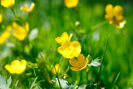 绿色草地上的黄色草甸金凤花近在咫尺。绿草中的黄毛金花