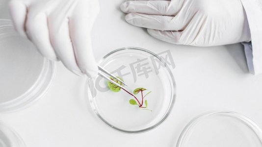 细胞实验摄影照片_ 实验室，文化，科学，生物学