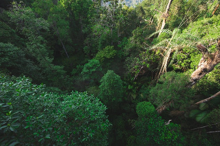 地球日概念与热带森林背景，与树冠树的自然感觉在野外
